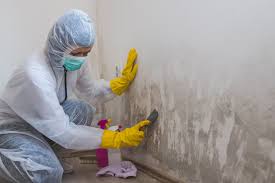 Why You Should Choose Our Mold Remediation Services in Wildwood, FL